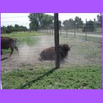 Buffalo Playing In Sand.jpg